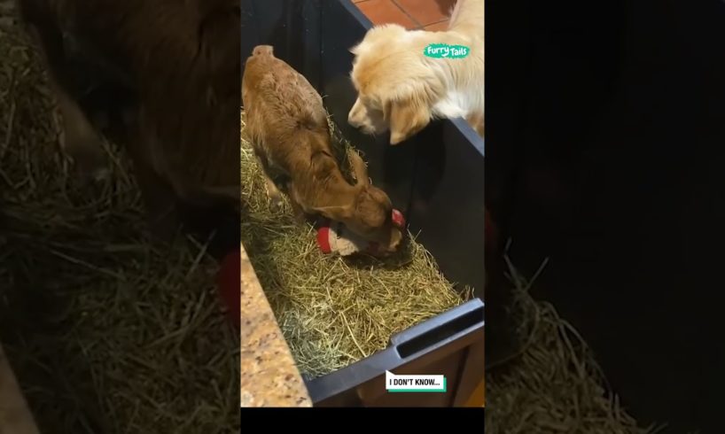 Golden Retriever Shares Toy With Zebu Calf 🐄