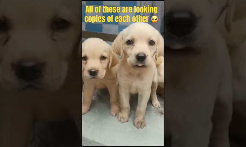 HOW CUTE THESE PUPPIES ARE ❤️💯💯,, they all are looking same, #cute #puppies #viral #youtube #short