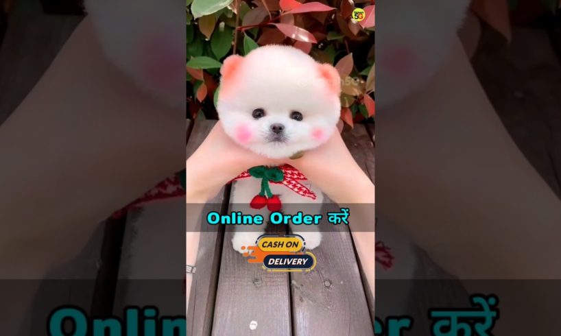 How to order Pomeranian dog | Pomeranian dog price | cute puppies price #viral #shorts #cutedog