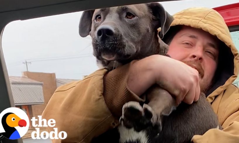 Husband Rescues Pittie Abandoned In Parking Lot | The Dodo