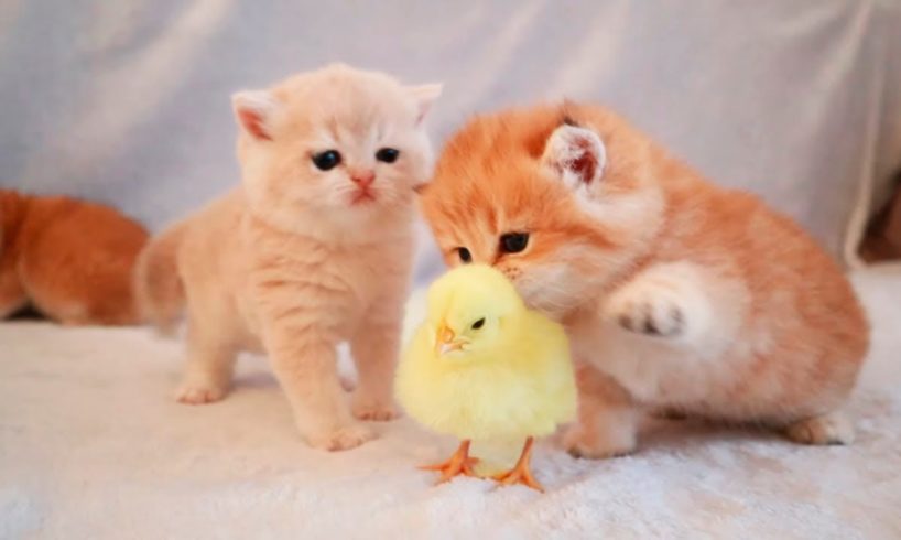 Kittens walk with a tiny chicken