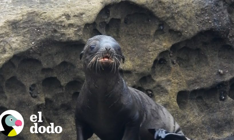 León marino bebé es salvado por su mamá | El Dodo