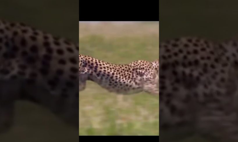 Leopard incredible attack on victim 😱😱 #animals #dangerous #nature #amazing