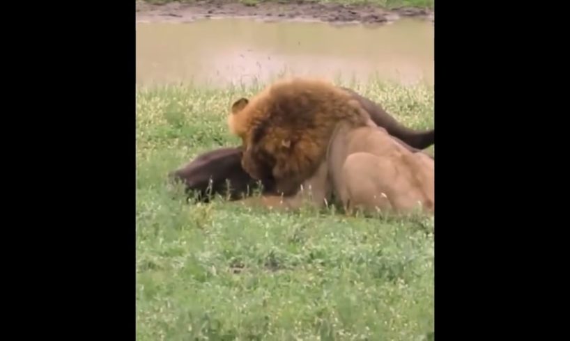 Lion Vs Buffalo  😱#viral #ytshorts #bull #lion #shorts