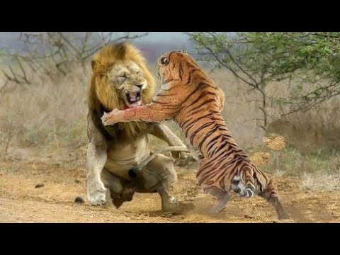 Lion vs Tiger fight | Animal fighting | Old lion fight