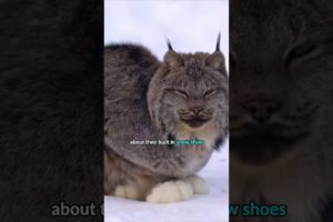 Lynx in the Snow #shorts #animals #wildlife #cute #cats