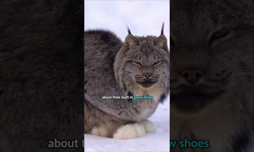 Lynx in the Snow #shorts #animals #wildlife #cute #cats