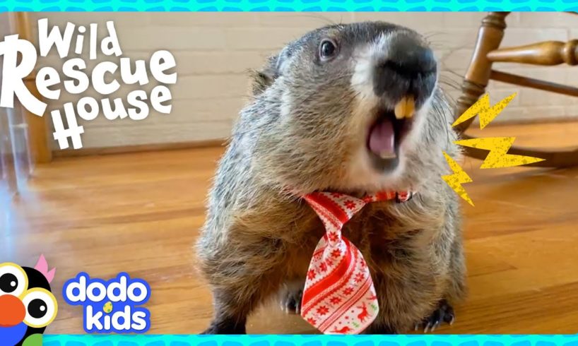 Major The Groundhog Needs Help Finding The Lost Baby Skunks! | Dodo Kids | Wild Rescue House