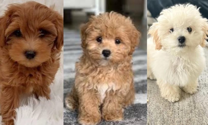 Maltipoo | Funny and Cute dog video compilation in 2022