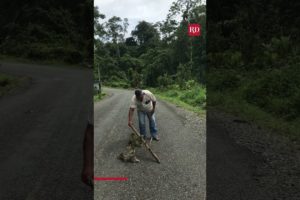 Man Helps Sloth Cross the Road | Everyday Heroes