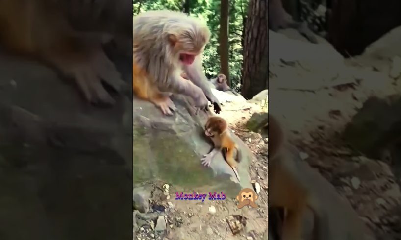 Monkey Mab || Baby Monkey Playing With Mom  #hanuman #monkeytalk #babymonkey #animals #monkeybab