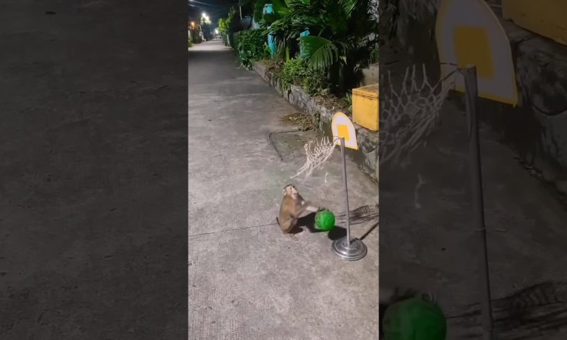 Monkey is playing basketball 🥎🥎🐒🐒 #monkey #monkeylife #animal #bandar #trending  #shorts #shortsfeed