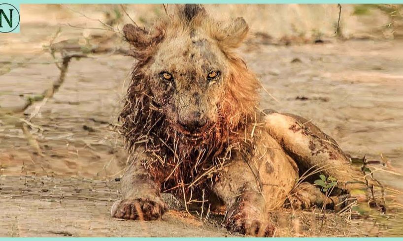 Most Injured Lion after Battle and What Happens Next in Nature - Animal Documentary - Natures Best