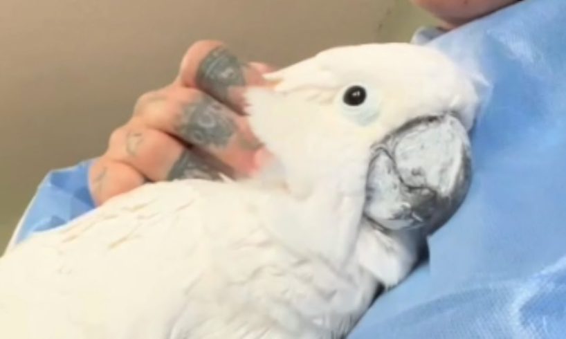 Neglected elderly cockatoo is finally happy