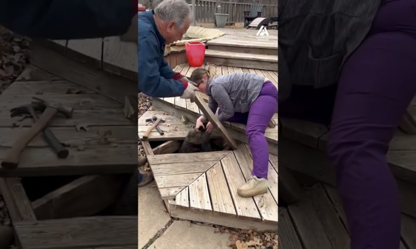 Owners Rescue Dog Stuck Underneath Pool Deck | People Are Awesome #shorts