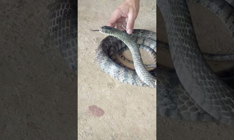 Playing Big Snake #snake #snakevideo #youtubeshorts #animal #bigsnake #viralshort #snaketrap #shorts