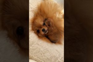 Pomeranian Cutest Puppy Video 😍 I have never seen before it 🤫🤫 @PandeyGVlogs #pomeranian