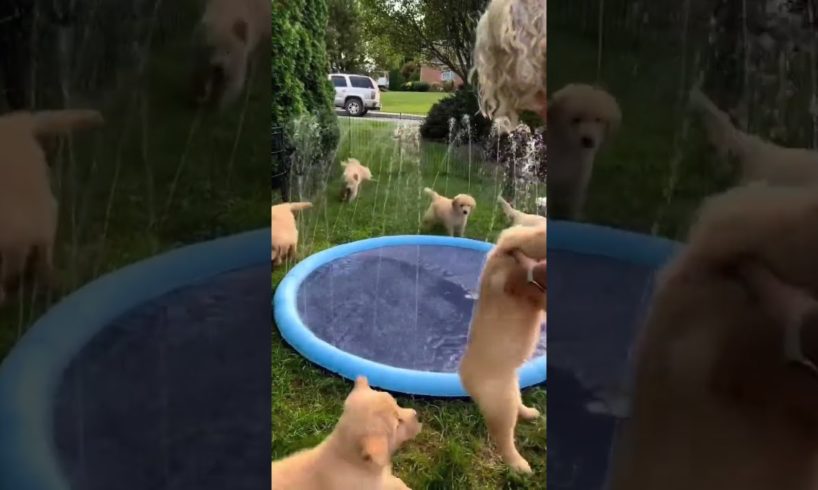 Puppies Play with Sprinkler Pool!