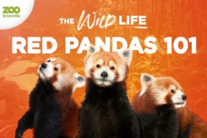 Red Pandas (the Cutest Animals on the Planet?) - The Wild Life