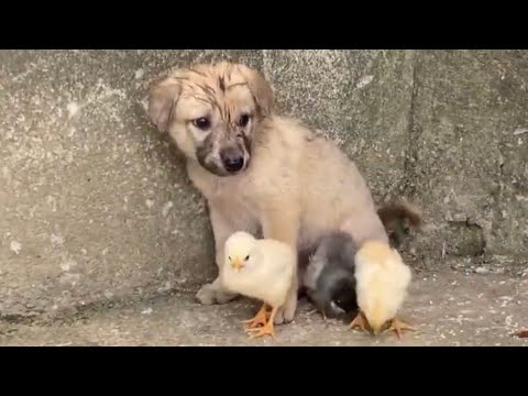 Rescue abandoned chicks and puppies