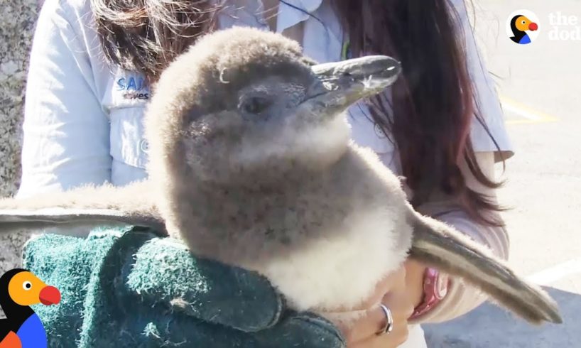 Stranded Baby Penguins Rescued & Released by Animal Heroes | The Dodo