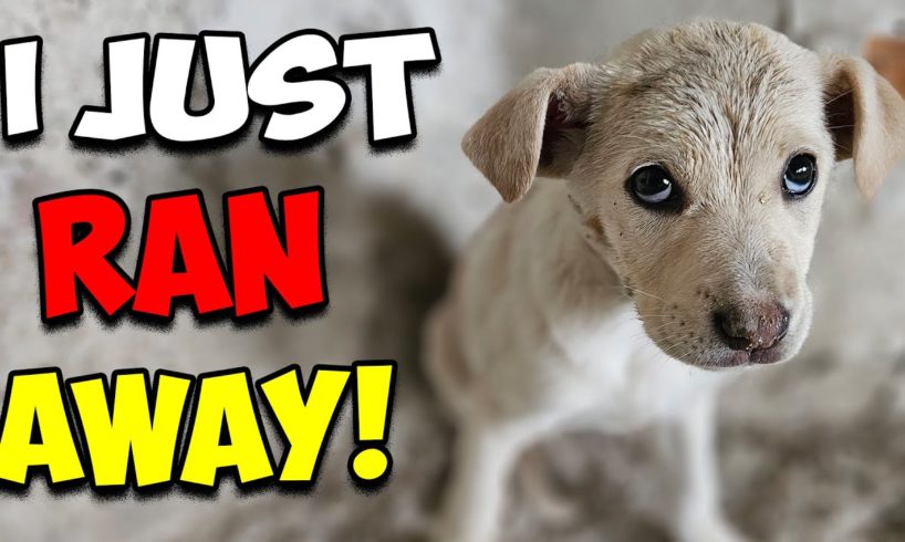 Stray Puppy Ran Away To Save Her Life