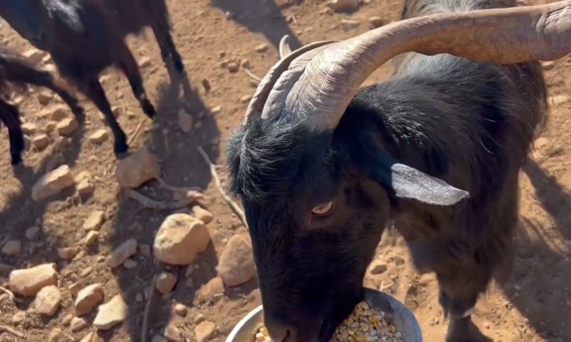 Sunday morning breakfast time for my friend Black Devil and his family 😍 😅- Takis Shelter