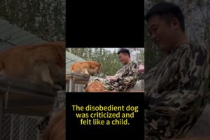 The Disobedient Dog Was Criticized And Felt Like A Child.