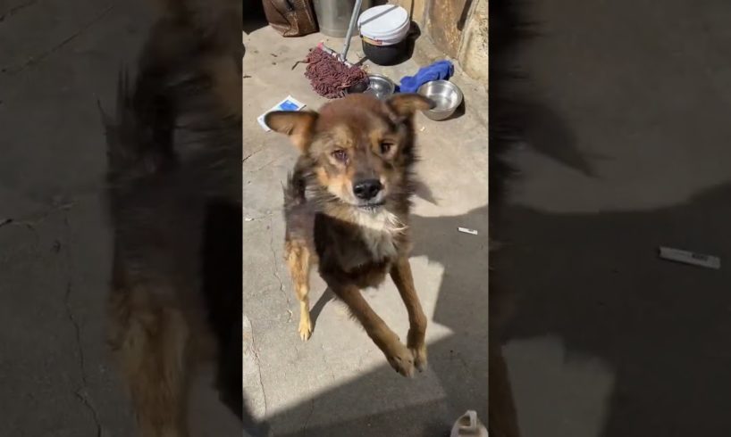 The Poor Dog Who Was In A Car Accident Has Recovered A Lot, But His Mouth Is Crooked