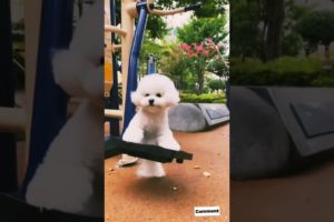 The puppy is playing on the swing | animals love