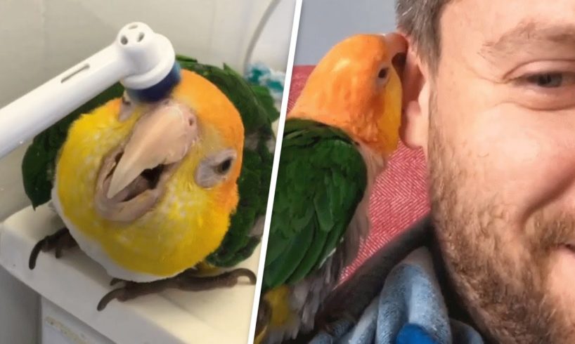 This rescued parrot is obsessed with electric toothbrushes