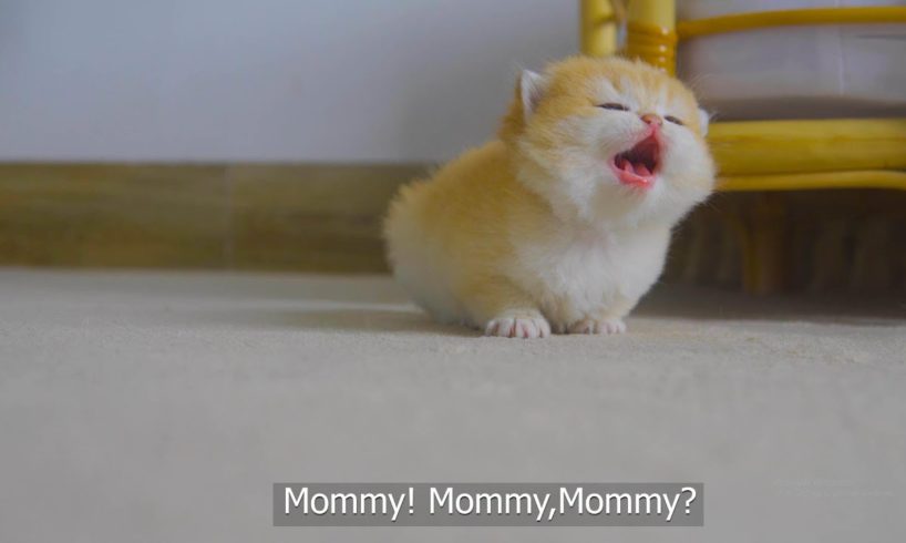 Tiny Kitten Pudding is crying to find mother cat