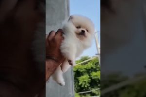 Toy pom Cutest Puppy Video 😍 I have never seen before it 🤫🤫 @PandeyGVlogs #pomeranian