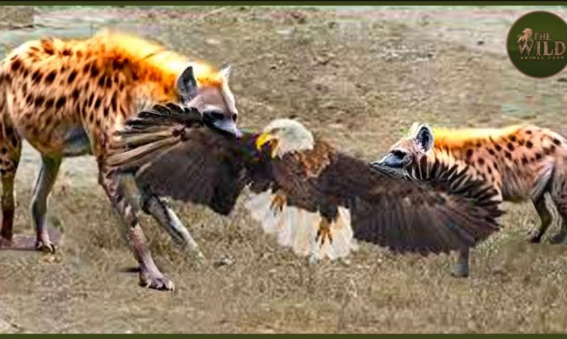 UNEXPECTED! These Merciless Eagles Messed With the Wrong Opponents   I   Animal Fight