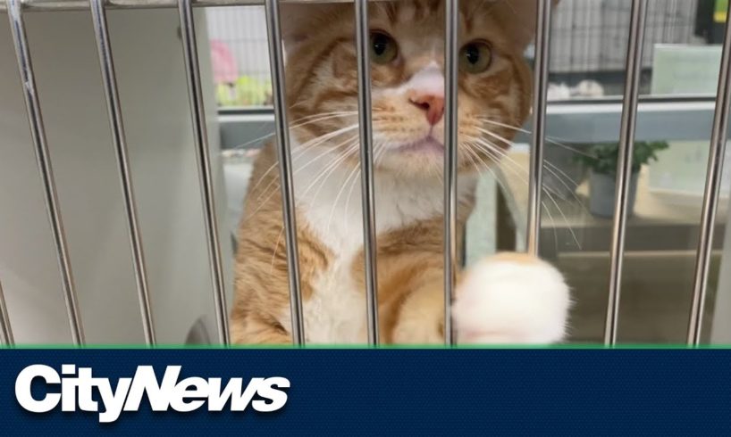 Valleyview pets rescued from wildfire threat tearing through Alberta