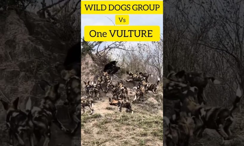 WILD DOGS vs Vulture #wild dogs, #vultures #animals #animal #fight #shorts #animalworld #viral