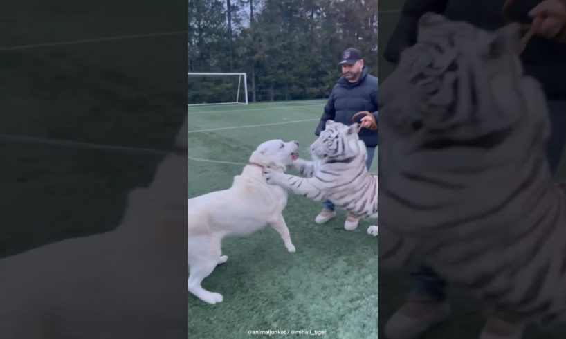 White tiger vs White dog 😳 play fight, fun and love ❤