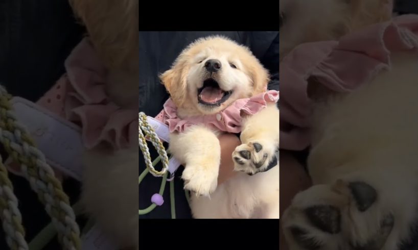 Who doesn't like cute puppies #goldenretriever #pets #puppy #dogs #cute #dog #funny #pet #dogslife