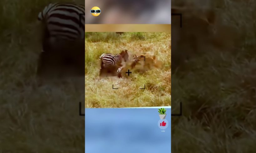 Wild Animal fights Zebra vs lion vs hippo real fight #animals #shortsvideo