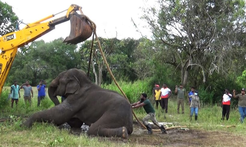 Wildlife officials rush to rescue the injured elephant with the help of a backhoe | Rescue animals