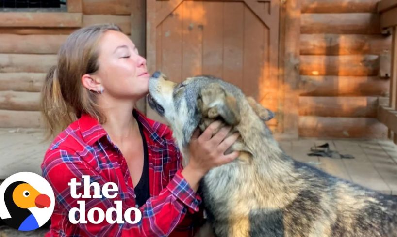 Woman Rescues The Friendliest Wolf Dog | The Dodo