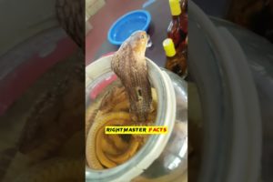 🔥Would You Drink This  Snake Wine😳😱by @RightMasterFacts  #shorts #viral #ytshorts