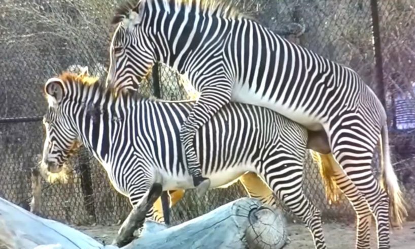 Zebra mating 😳 funny zebra crossing | animals sexual reproduction | animals mating