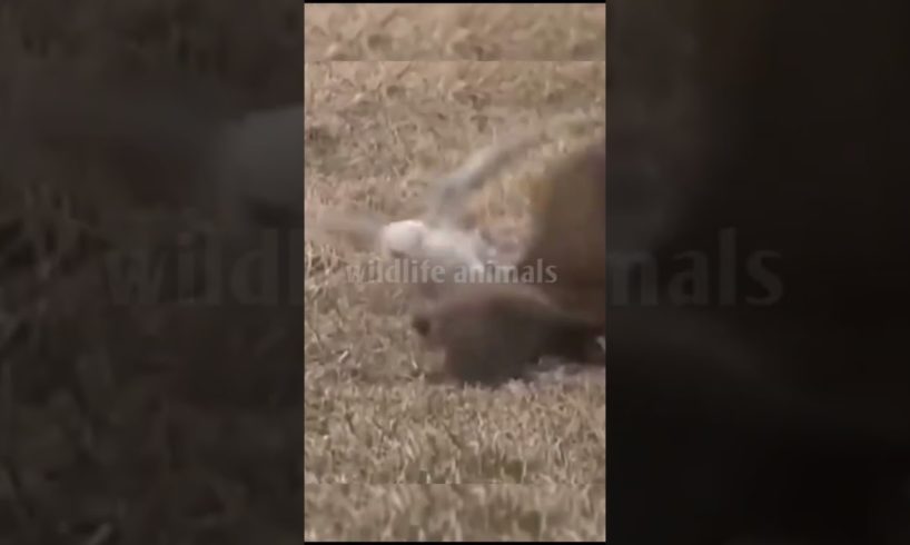 animal fight video20❤️#shorts #short #wildlifeanimal#animal #wildlife #viral