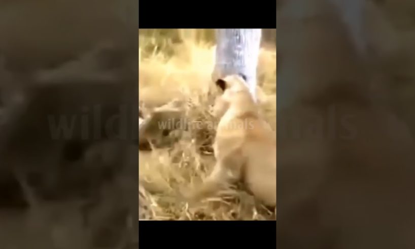 animal fight video21❤️#shorts #short #wildlifeanimal#animal #wildlife #viral #tanding #animals