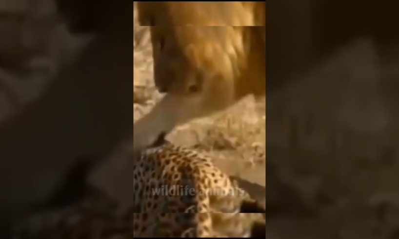 animal fight video23❤️#shorts #short #wildlifeanimal#animal #wildlife #viral #tanding #animals