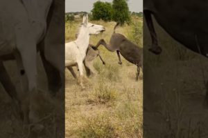 #animals #donkeys #youtubeshorts #shortvideo #jungle #janwar