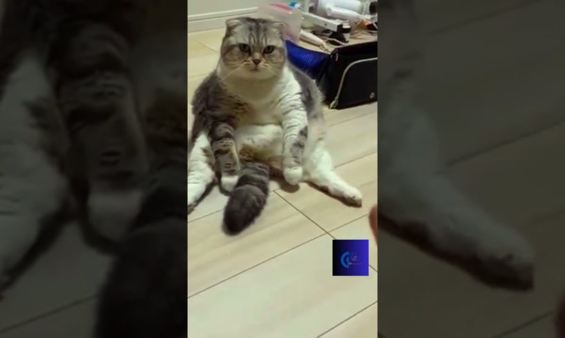 #animals  funny videos #shorts #short #animal #cat #catlover