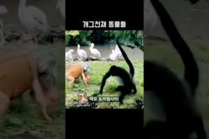 cats #animals fighting video🐈💖💯 #vaerlvideo♥️😾💞