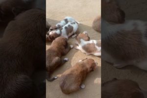 cute puppies 🥰😻 🐕#trending #viral #youtubeshorts  new born puppy 🐕